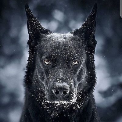 ndosi_asante996's profile picture. Young philosopher