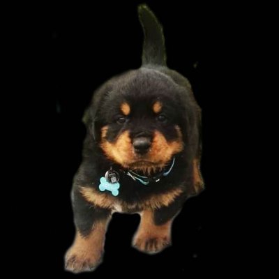 Rottweiler Kennel and Training in Thessaloniki