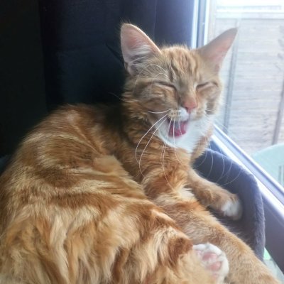 JulieOs28364111's profile picture. I love Crystal Palace FC, cats, family, friends, music and gin! Have a friendly, cheerful outlook and NEVER put my chocolate in the fridge!! ♥️💙 x