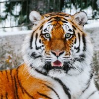 TigerT🇳🇱🇮🇱 (@wizard1303) 's Twitter Profile