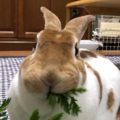 茶々丸のママ 恵美子 いつも窓からお外を眺めてる茶々丸 ちょっとだけベランダで夜うさんぽ 探検してイタリアンパセリ爆食い うめーーーーっ うさ飼いさんと繋がりたい うさんぽ 茶々丸のママ 恵美子 いつも窓からお外を眺めてる茶々丸 ちょっとだけベランダで夜うさんぽ 探検してイタリアンパセリ爆食い うめーーーーっ うさ飼いさんと繋がりたい うさんぽ