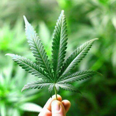 The Only Real Hemp Juice https://t.co/hEgyD5l3zy #hempjuice #hemp #juice