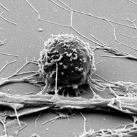 The Mailliard Lab (@labmailliard) 's Twitter Profile