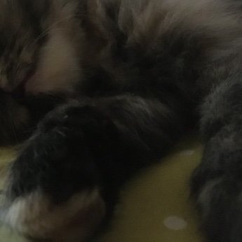 hyaku_cat's profile picture. Mostly Golden Kamuy. I rant a lot. You've been warned.