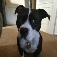 Sara McCall (@saramccall15) 's Twitter Profile