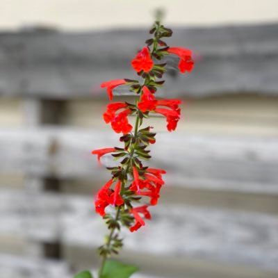 elbowsocks's profile picture. lets do soul somersaults