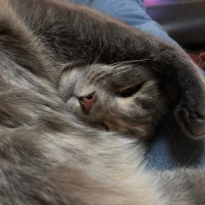 FrancesDance4's profile picture. Out of work from Covid, thanks Trump.