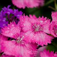 PaolaCampos1's profile picture. 