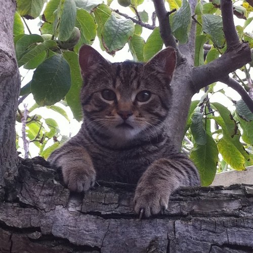 susannurzenski's profile picture. 