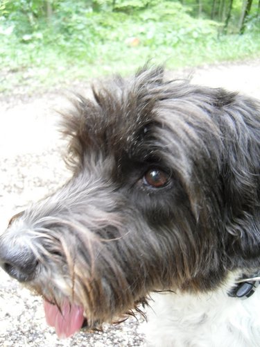 Ihre Hundeseite kostenlos eintragen! hund,kostenlos,werben,dog,welpe,futter,tier,