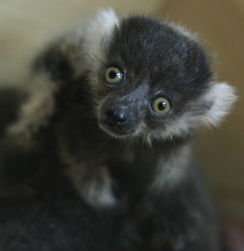 lemurspartak's profile picture. Меня зовут Спартак. Я черно-белый вари. Родился 24 февраля 2011 года. Моих родителей зовут Рона и Джен. А вырастили меня Римма Тренихина и Никита Мельников.