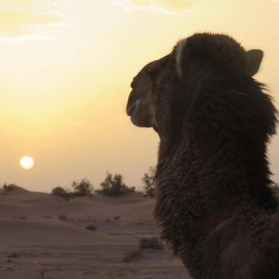 Abde78743641's profile picture. كن كما انت