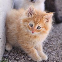 Whiskers 'N' Wishes Sanctuary (@wishesrescue) 's Twitter Profile Photo Whiskers 'N' Wishes Sanctuary (@wishesrescue) 's Twitter Profile Photo