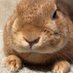 うさぎのふく (@usagi_fuku_desu) Twitter profile photo うさぎのふく (@usagi_fuku_desu) Twitter profile photo