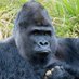 Silverback (@silverb76594652) Twitter profile photo Silverback (@silverb76594652) Twitter profile photo