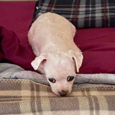 GulledgePatsy's profile picture. Alabama native. Animal lover. Mom. Opinions are my own.