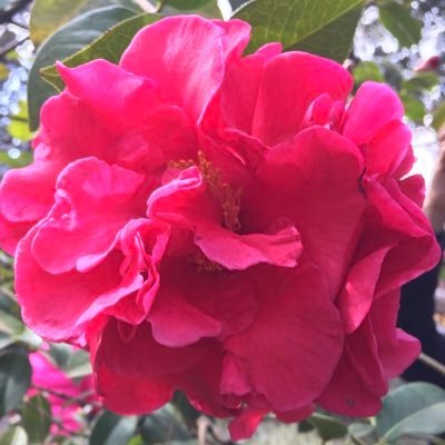 Rosetea05641037's profile picture. God Bless HongKong