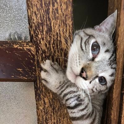 猫吉さんのプロフィール画像