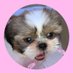 シーズー犬💓まりもちゃん (@p1natiop) Twitter profile photo