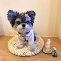 liu maimai (@liu_maimai) 's Twitter Profile