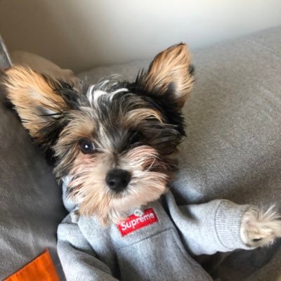 Howweezy's profile picture. Entrepreneur. Sneaker Collector. Closet Nerd.