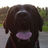 BuddyDogCast's profile image