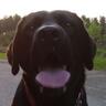 BuddyDogCast's profile picture. I'm a friendly Labrador who talks about life on DogCast Radio. Author of Buddy's Diary. My Mom is @DogCastRadio
