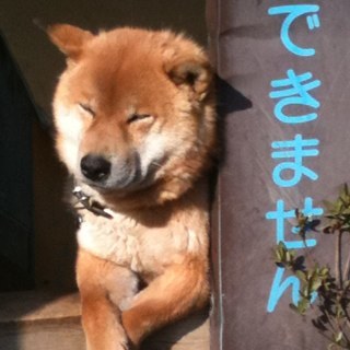 uekinoko's profile picture. 