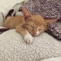 Malcky (@malcky_cat) 's Twitter Profile