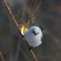 Tiny Hawk (@kyuu_rl) 's Twitter Profile