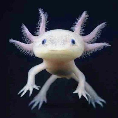 cynicalAxolotl Profile Picture