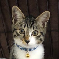 Aya🐈 (@mui_20201101) Twitter profile photo