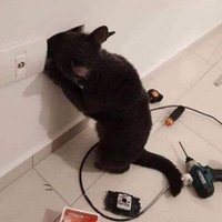 Electricat (@stevenaldria) 's Twitter Profile