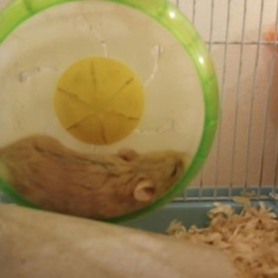 HelloJe16057155's profile picture. hello jello idk why I made this ✨ account ✨