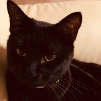 h1173y's profile picture. 新聞・ＴＶは信用してません。日本が大好きだけど、現在の日本が心配な広島県宮島にルーツを持つ40代日本人です。最近は黙っていられない事柄が多く、一方的ではありますが呟き始めました。なお、無言フォローお許しください。猫ラブです。ビジネス、エロ系はブロックします。せっかくのメッセージ頂いても返信しませんので、あしからず。