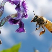 Sóc apicultor. La meua oficina és la natura. Defense la biodiversitat. Sense abelles no hi ha vida