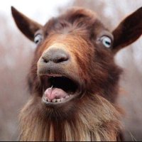 Suddenly, a Goat!(@Suddenly_a_Goat) 's Twitter Profileg