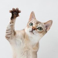 ジュエちゃん👧💎🐈✨のママ💁♀️ (@jewelry_mama2) 's Twitter Profile Photo ジュエちゃん👧💎🐈✨のママ💁♀️ (@jewelry_mama2) 's Twitter Profile Photo