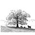 Oak Savanna Farms (@oak_savanna) Twitter profile photo Oak Savanna Farms (@oak_savanna) Twitter profile photo