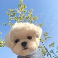ゆーり (@0ic4x) 's Twitter Profile
