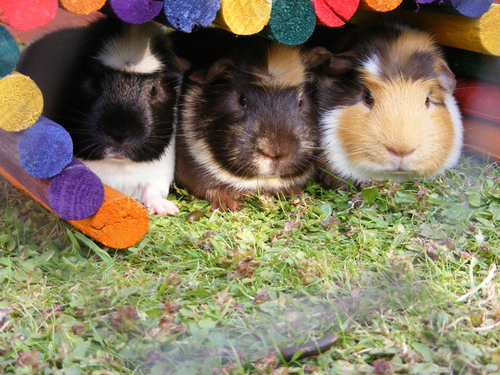 A friendly forum dedicated to owners of guinea pigs, we are rescue friendly and do our best to raise money for pigs in rescue!  Please pop by and say Hi!