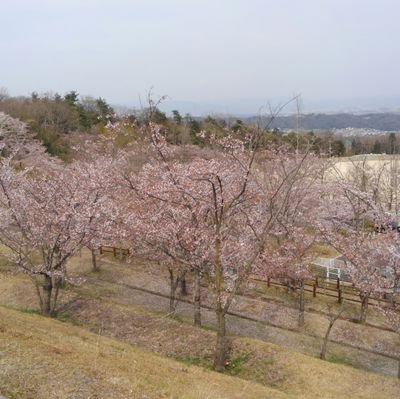 平和なニュースをお伝えします