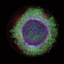 Metzger Lab (@metzgerlab) 's Twitter Profile