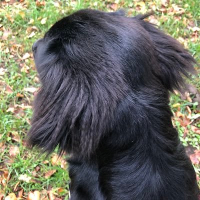 dude63121501's profile picture. we shall meet again before long to march to new triumphs