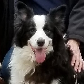 chicoryhollow's profile picture. 