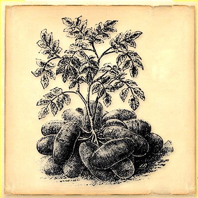 BigPotatoRecords Profile