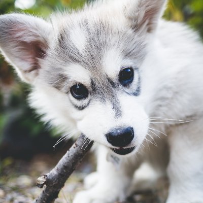 NebularMr's profile picture. "Common sense is not so common." - Voltaire