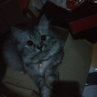 ʟᴀʟᴀɪɴᴇ on Twitter: