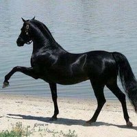 ابو تركى (@abo_torke_2020) 's Twitter Profile
