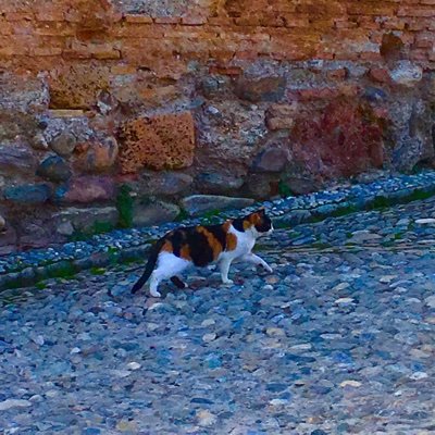 Satomim 現地での各種開催情報を得るためドイツ語でポケモンgoをしてるんだが 名前が覚えられないの 最近ヨーロッパでみかけるエムリットは独語 Vesprit 英語 Mesprit アグノムは独 Tobutz 英 Azelfでユクシーは独 Selfie 英 Uxie すごい頭の中混乱